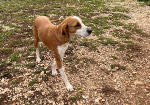 Hund geht über mit Gras und Steinen bedeckten Boden.