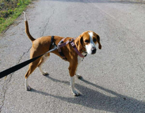 Hund an der Leine steht auf einer sonnigen Asphaltstraße.