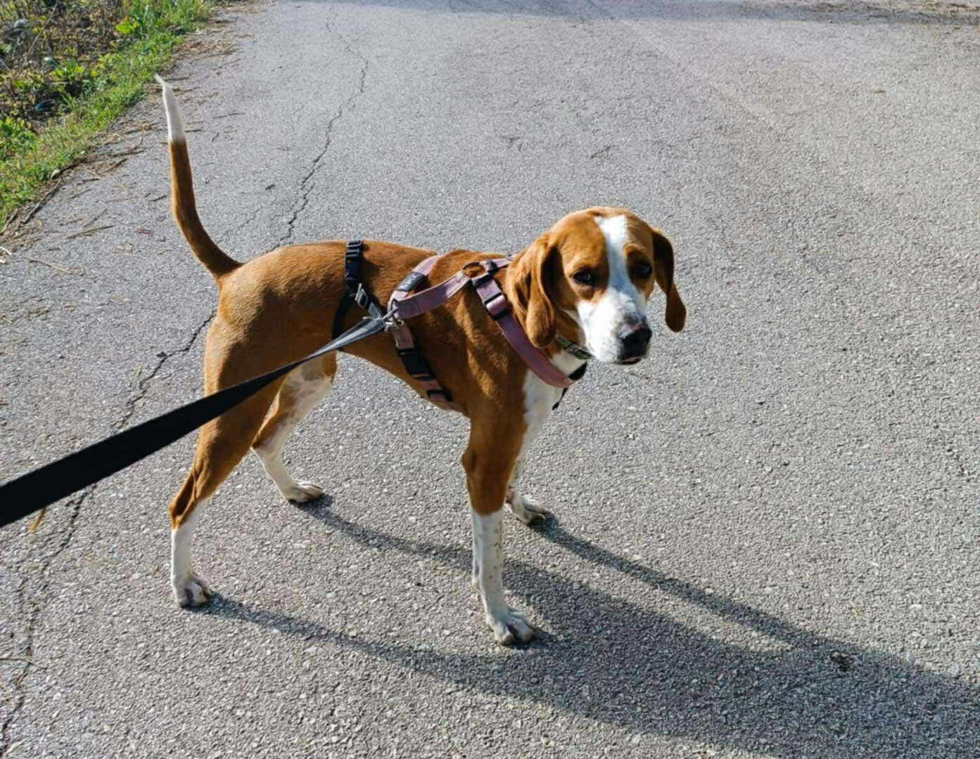 Kristy Zorro Dogsavior Jun25 7