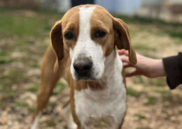 Kristy Zorro Dogsavior Jun25 Beitragsbild