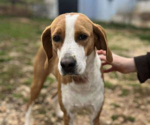Kristy Zorro Dogsavior Jun25 Beitragsbild