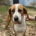 Kristy Zorro Dogsavior Jun25 Beitragsbild