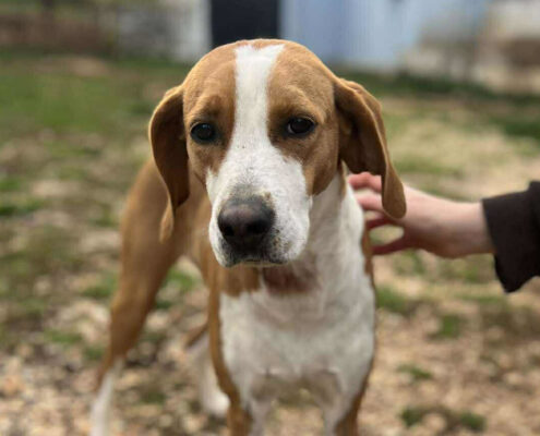 Kristy Zorro Dogsavior Jun25 Beitragsbild
