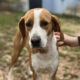 Kristy Zorro Dogsavior Jun25 Beitragsbild