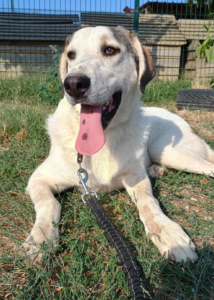 Leopold Zorro Dogsavior Okt25 1