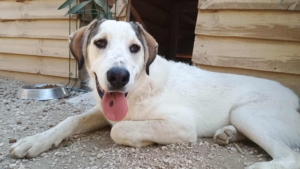 Leopold Zorro Dogsavior Okt25 2