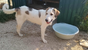 Leopold Zorro Dogsavior Okt25 3