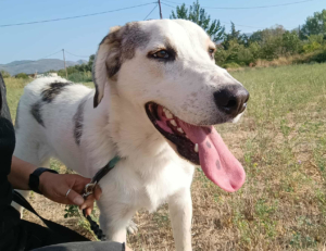 Leopold Zorro Dogsavior Okt25 4