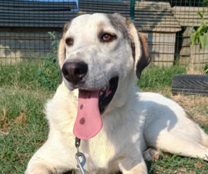 Leopold Zorro Dogsavior Okt25 Beitragsbild