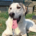 Leopold Zorro Dogsavior Okt25 Beitragsbild