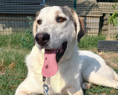 Leopold Zorro Dogsavior Okt25 Beitragsbild