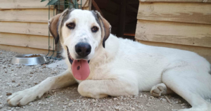 Leopold Zorro Dogsavior Okt25 Social Media