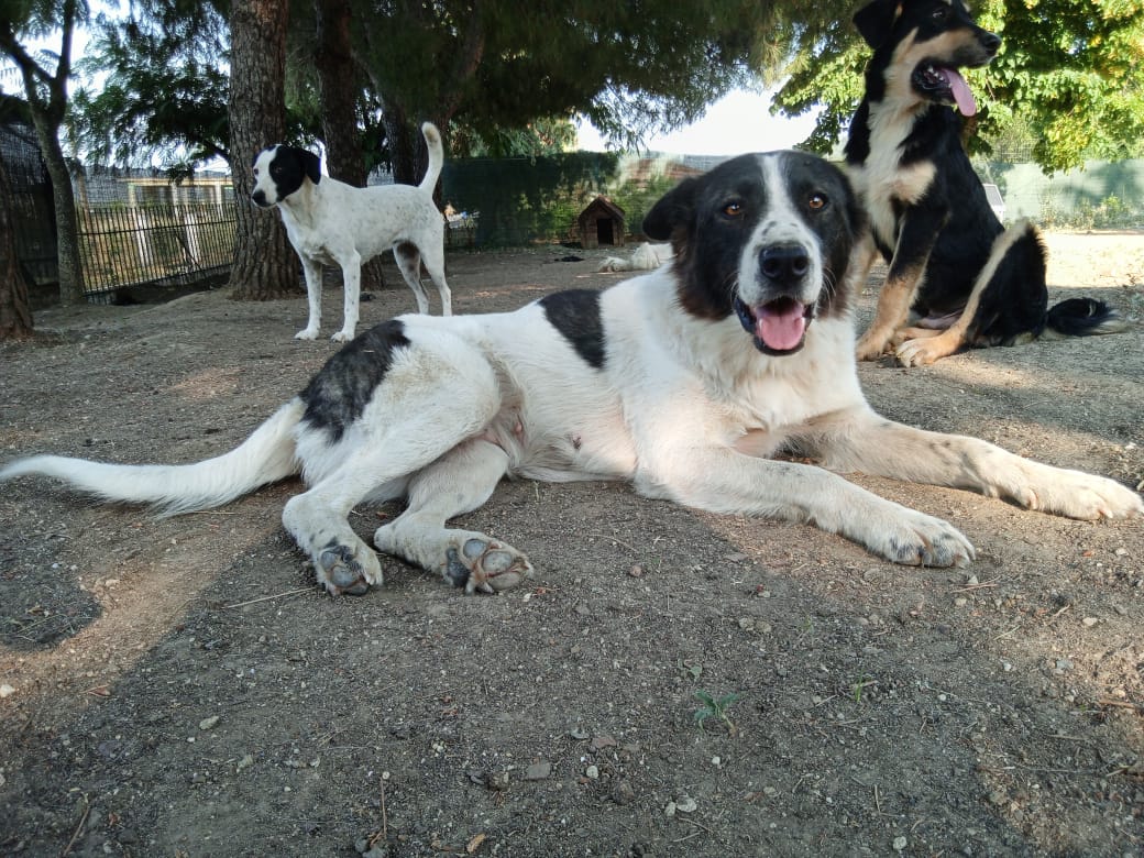 Luna Zorro Dogsavior Jun25 1