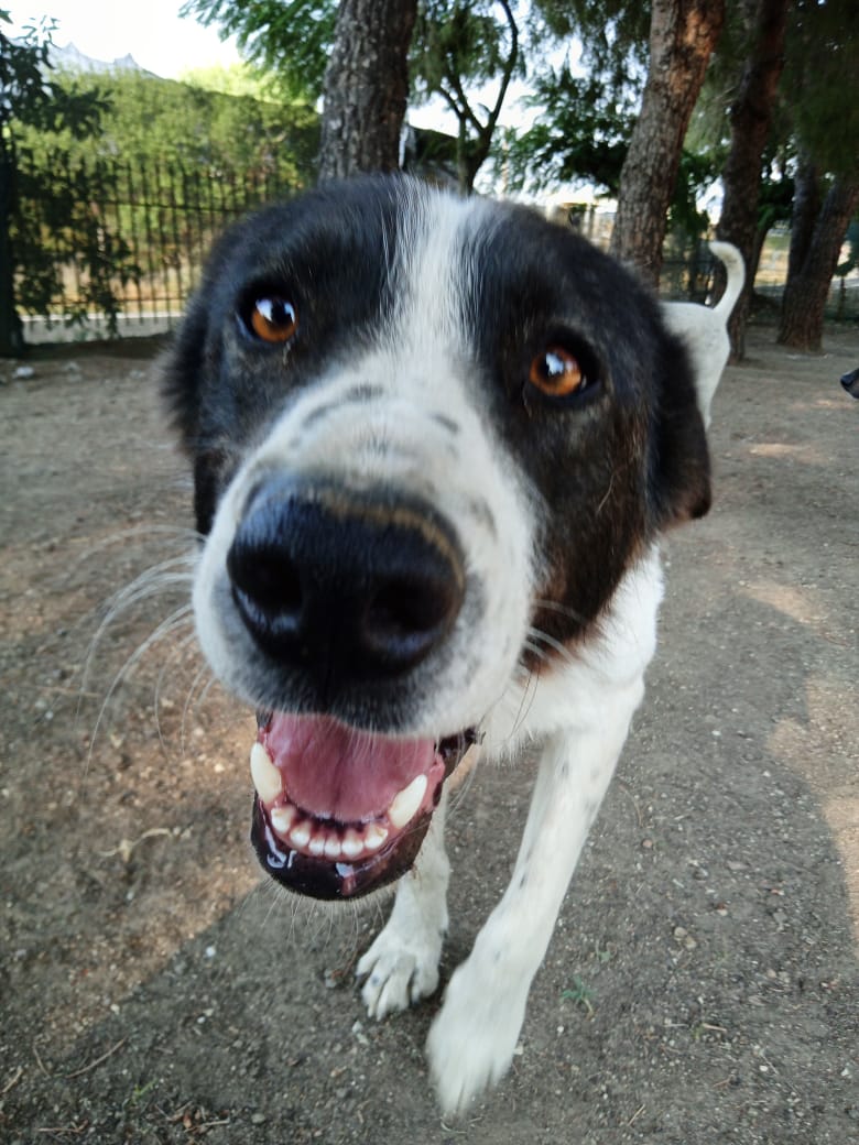 Luna Zorro Dogsavior Jun25 2