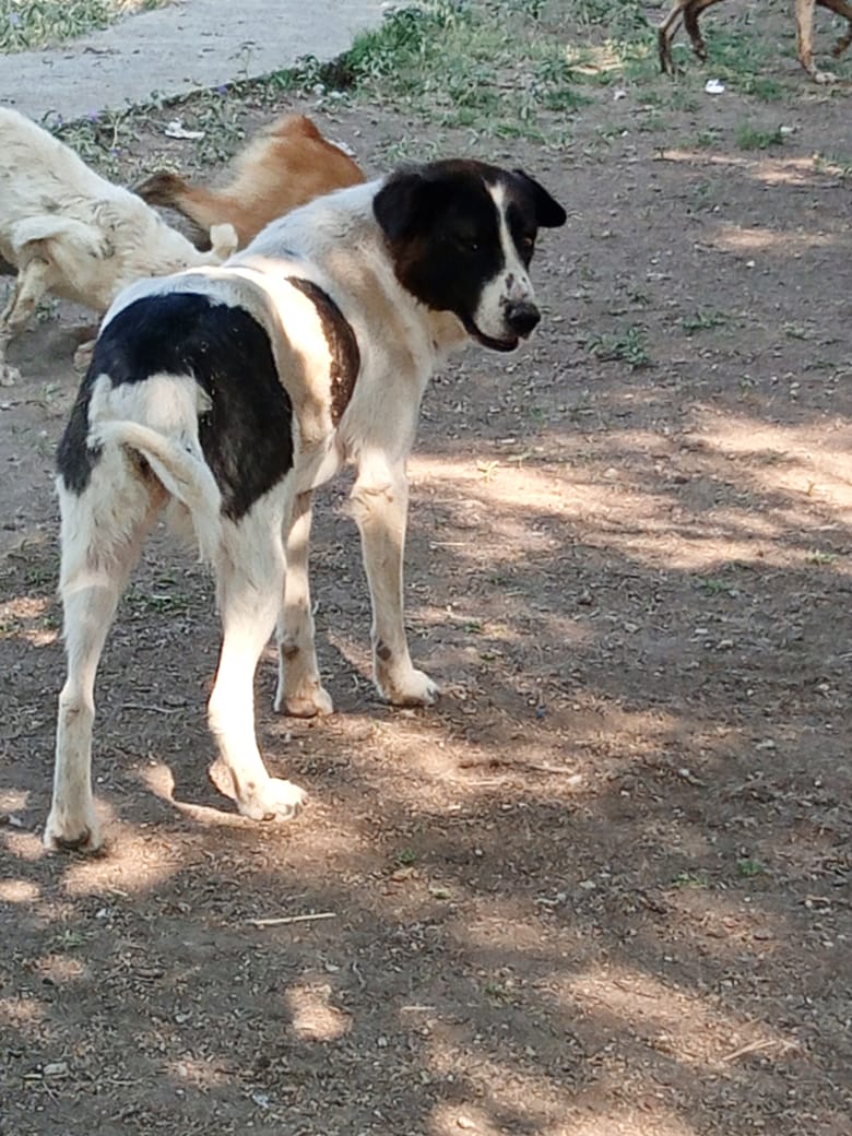Luna Zorro Dogsavior Jun25 3