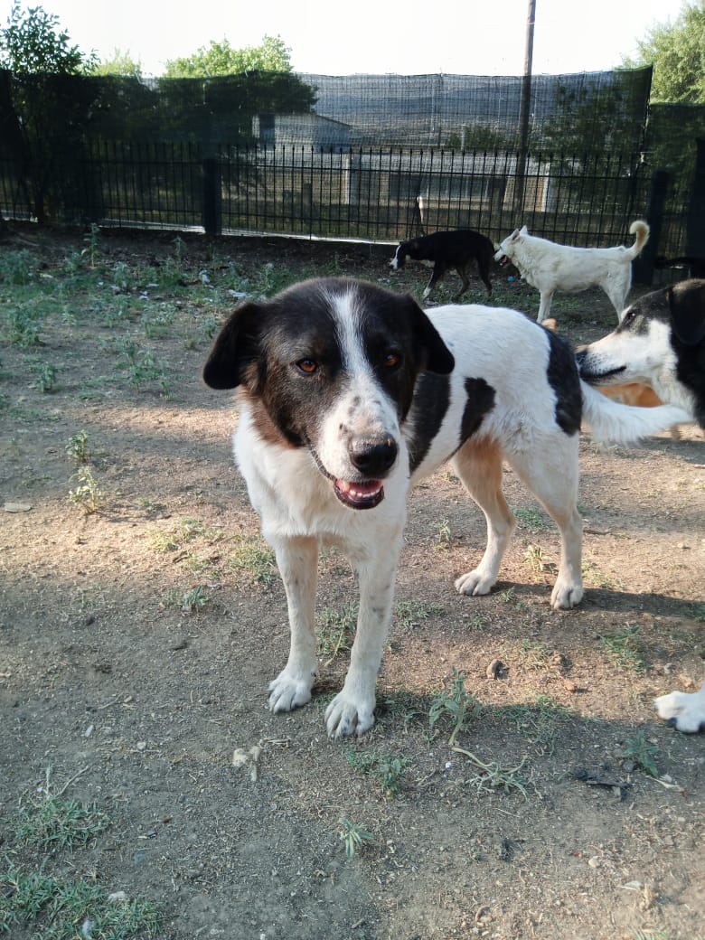Luna Zorro Dogsavior Jun25 4