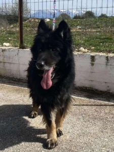 Maddox Zorro Dogsavior Okt25 1