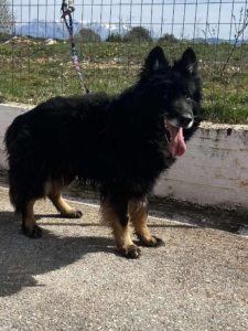 Maddox Zorro Dogsavior Okt25 2