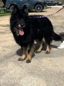 Maddox Zorro Dogsavior Okt25 3