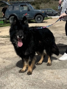 Maddox Zorro Dogsavior Okt25 4