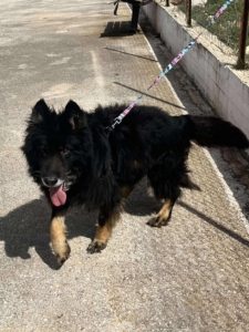 Maddox Zorro Dogsavior Okt25 5