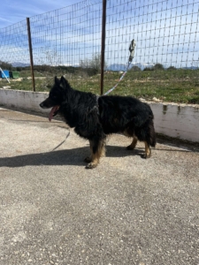 Maddox Zorro Dogsavior Okt25 6