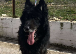 Maddox Zorro Dogsavior Okt25 Beitragsbild