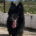 Maddox Zorro Dogsavior Okt25 Beitragsbild