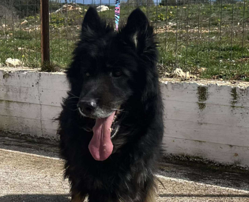 Maddox Zorro Dogsavior Okt25 Beitragsbild