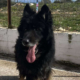 Maddox Zorro Dogsavior Okt25 Beitragsbild