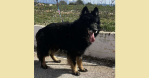 Maddox Zorro Dogsavior Okt25 SocialMedia