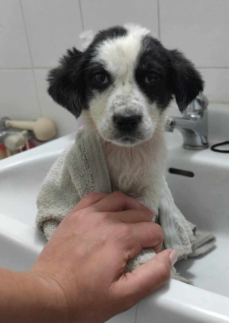 Mailo Zorro Dogsavior Jun25 1