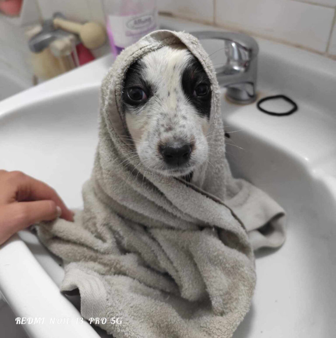 Mailo Zorro Dogsavior Jun25 2
