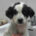 Mailo Zorro Dogsavior Jun25 Beitragsbild