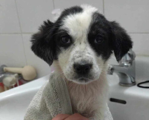 Mailo Zorro Dogsavior Jun25 Beitragsbild