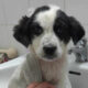 Mailo Zorro Dogsavior Jun25 Beitragsbild