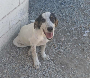 Mailo Zorro Dogsavior Sep25 1