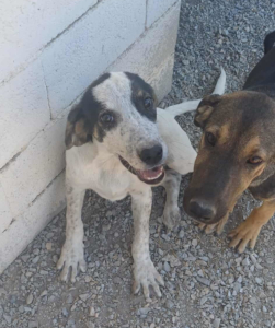 Mailo Zorro Dogsavior Sep25 2