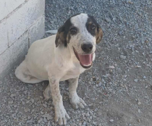 Mailo Zorro Dogsavior Sep25 Beitragsbild