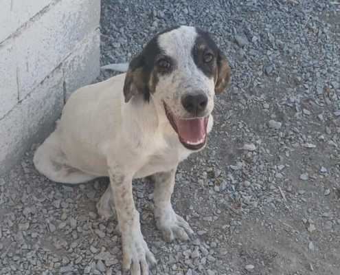 Mailo Zorro Dogsavior Sep25 Beitragsbild