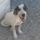Mailo Zorro Dogsavior Sep25 Beitragsbild