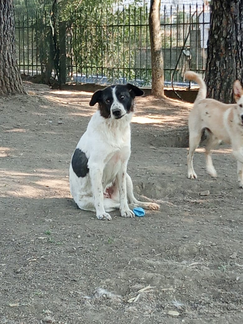 Nala Zorro Dogsavior Jun25 5