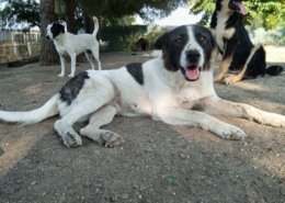 Nala Zorro Dogsavior Jun25 Beitragsbild