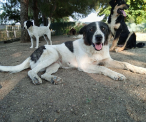 Nala Zorro Dogsavior Jun25 Beitragsbild