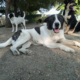 Nala Zorro Dogsavior Jun25 Beitragsbild