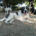 Nala Zorro Dogsavior Jun25 Beitragsbild