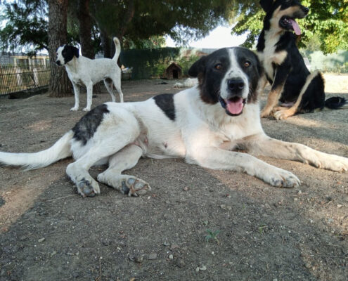 Nala Zorro Dogsavior Jun25 Beitragsbild