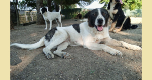 Nala Zorro Dogsavior Jun25 SocialMedia