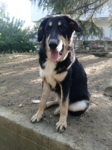 Odin Zorro Dogsavior Jan26 1