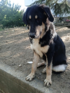 Odin Zorro Dogsavior Jan26 2